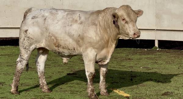 Charolais Bull Sale or Lease 1
