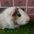 Guinea pig Male (Savethepetz) 6 thumbnail
