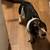 Bassett hound 10 thumbnail