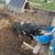 Kune Kune Gilt Pig 2 thumbnail
