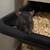 Pet Rats 1 thumbnail