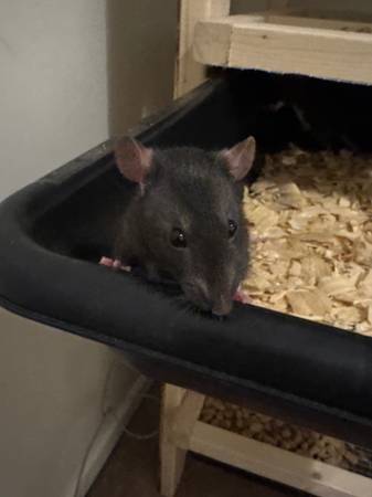 Pet Rats (Hebron)63969251555971120