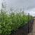 Premium Quality Cedar Trees - All Sizes Available - We Deliver 11 thumbnail