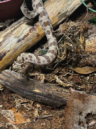 Male Conda 100% het Albino Hognose (Cumming)63739435136513123