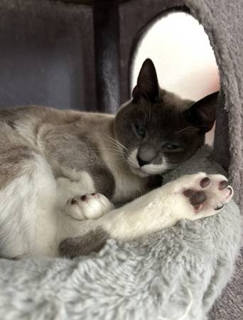 Missing cat (Phoenix)63469797427843121