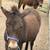 Mini Mules 5 thumbnail