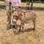 Mini Donkeys — Mini Cattle — Mini Horses 13 thumbnail