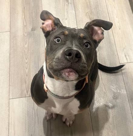 Tri Color XL Bully (Raleigh)63980446096387120