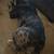 American bully 2 thumbnail