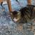 CAT 1 thumbnail
