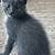 Barn kittens 6 thumbnail