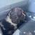 Cocker Spaniel 3 thumbnail