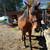 6 yr old Mustang Gelding For Sale 6 thumbnail