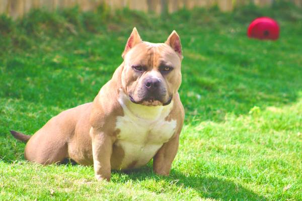 American Bully (Temple)63839343754881121