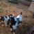 Boer goats 2 thumbnail