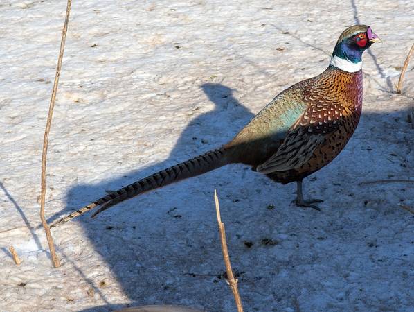 **** Pheasants **** 1