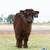 Small fluffy back highland 2 thumbnail