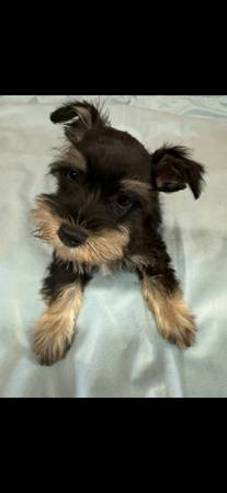 Miniature schnauzer puppies (Guntown ms)63625228468227122