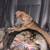 MALINOIS PUPPYY 4 thumbnail