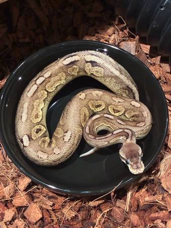 Ball pythons (Philadelphia)64024715360515120