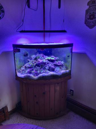 54 gallon corner reef tank 1