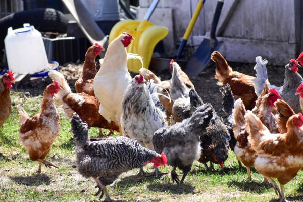 Chicken flock 1