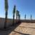 Date Palms 3 thumbnail