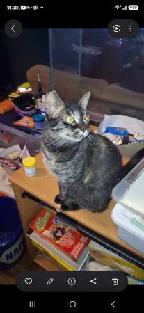 Lost dark tabby 1