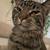 Tabby cat 2 thumbnail
