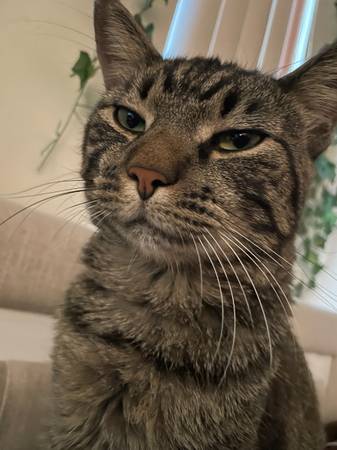 Tabby cat (Greenbelt)603070897670727681