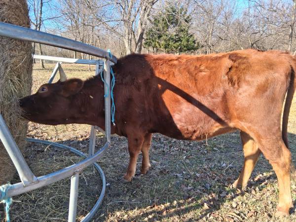 Bred South poll/Jersey 1