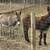 2 bred Jenny donkeys 3 thumbnail
