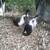Ducks 2 thumbnail
