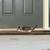 Barn Kitten #3 2 thumbnail