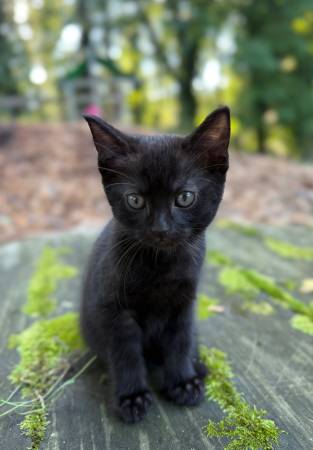 Barn kittens (Accokeek)63795938542467121