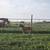 Miniature horse 2 thumbnail