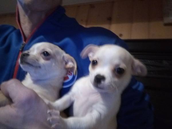 CHIHUAHUA PUPPIES (LAS VEGAS)63677732215299120