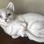 Large Ceramic Cat, Made in Italy 9 thumbnail