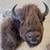 Buffalo Head - Shoulder Mount 2 thumbnail
