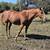 AQHA Broodmare 2 thumbnail