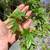 Trident Maple -Tree or Bonsai 3 thumbnail