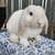 Pet Bunnies 3 thumbnail