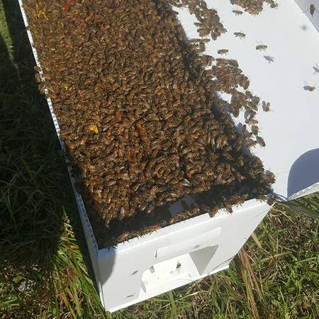 2026 Spring NUCS for sale $250 - $450 (Aubrey)-(Plano) 1