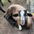 Young Rams 1 thumbnail