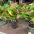 Philodendron Congos & other varieties of Rare Philodendrons, Aroids, + 21 thumbnail