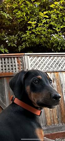 Doberman black-tan 1