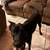 German shepherd/ healer mix 4 thumbnail