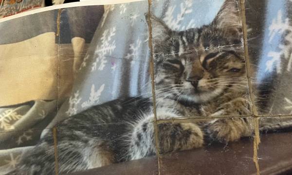 Gato perdido aproximadamente en julio en el centro (Santa Bárbara)64054131156355120