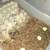 Isopod Colonies 3 thumbnail
