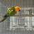 Jenday Conures 1 thumbnail